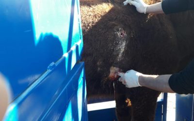 Our GPS collars help to save a cow’s life in Bosnia and Herzegovina