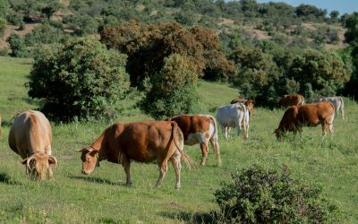 Digitanimal and EFPF collaborate to digitize the supply chain and facilitate direct sales