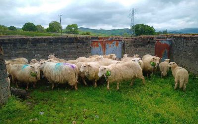 Holistic Restoration, an English project dedicated to sheep monitoring