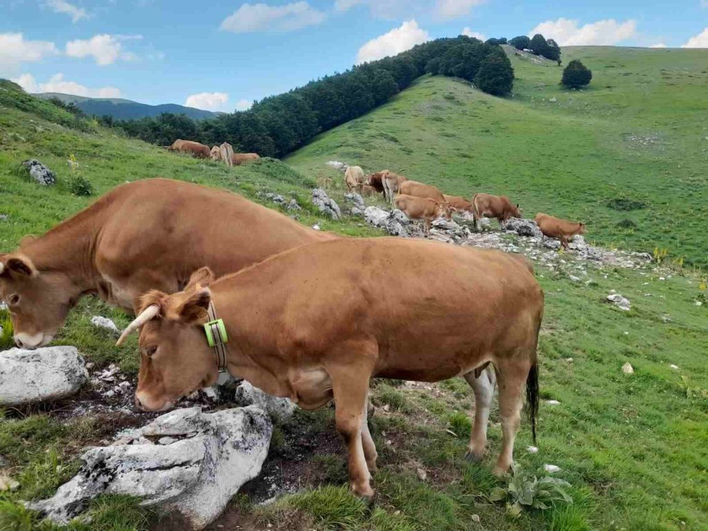 gps collars for livestock