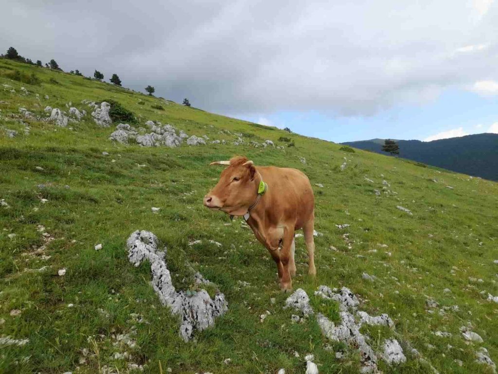 gps for cows