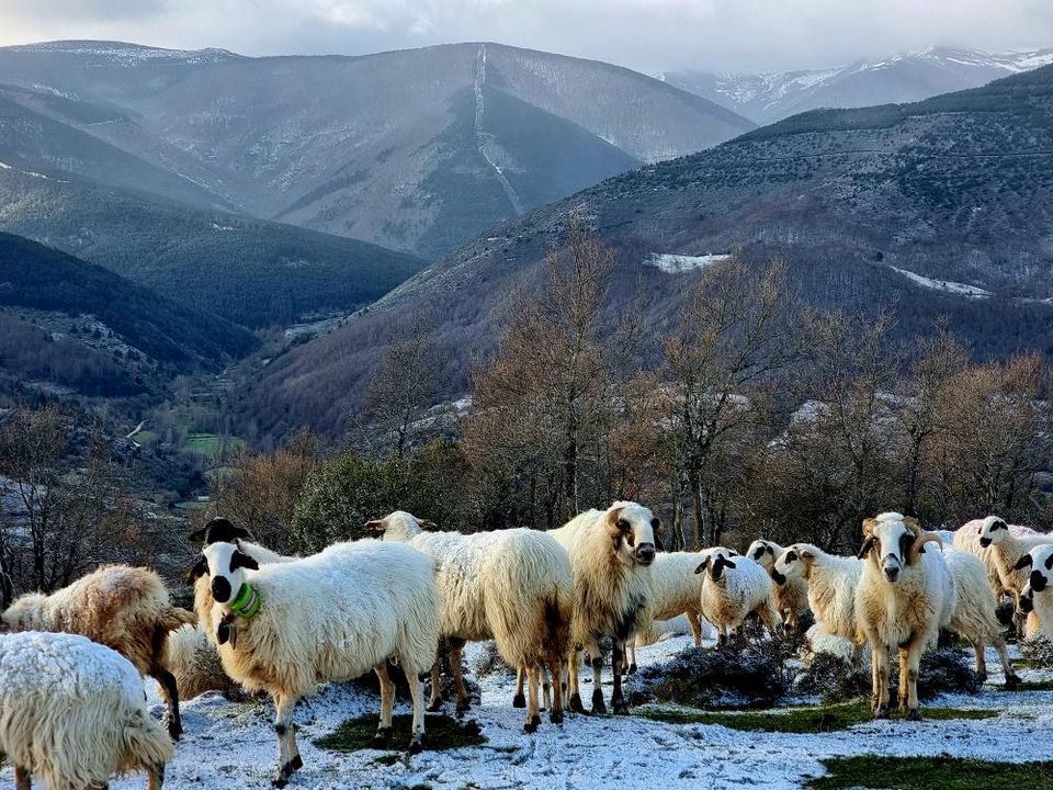 GPS for sheep