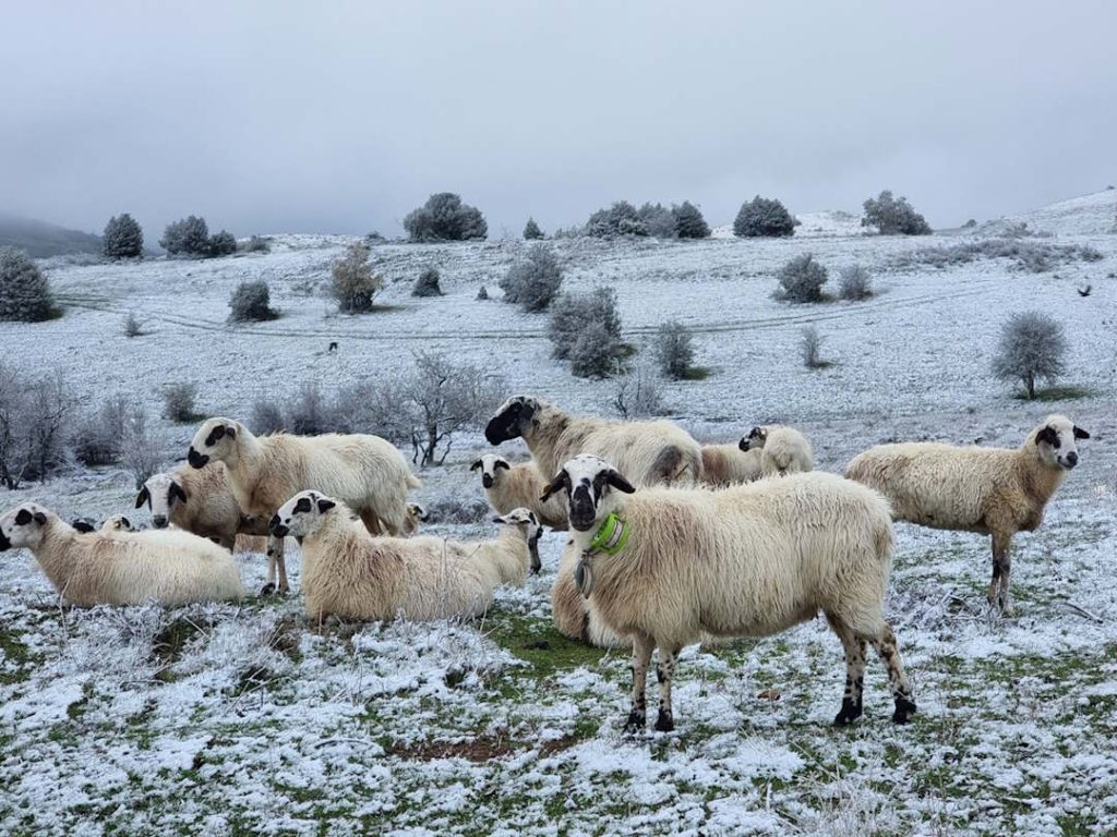 GPS for sheep