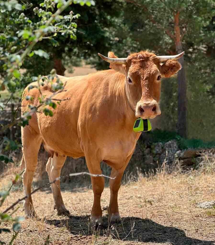 Vaca marrón en el campo llevando colgado al cuello el dispositivo de localización GPS satelital SAT de digitanimal